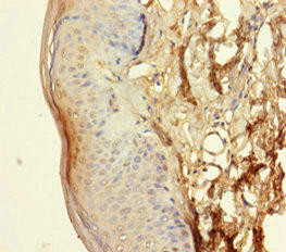 NXPE3 Antibody (PACO39262)