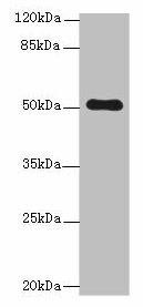 STPG2 Antibody (PACO39402)