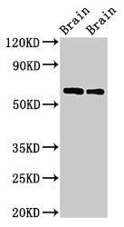 CPNE4 Antibody (PACO39534)