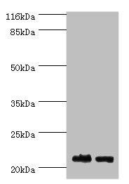 NABP1 Antibody (PACO39542)