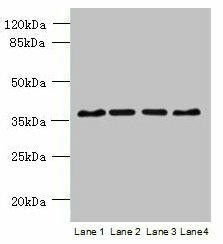 C8orf48 Antibody (PACO39862)