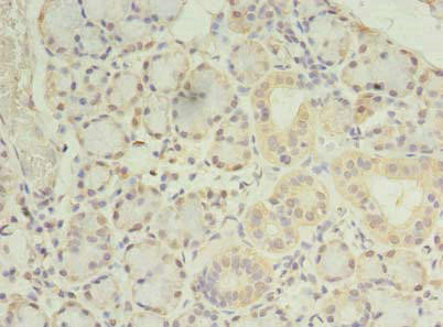 PRRC1 Antibody (PACO39870)