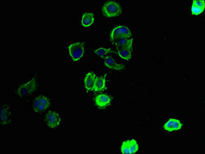 SLC43A3 Antibody (PACO39950)