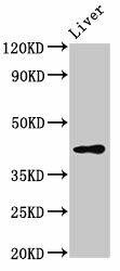 SGMS2 Antibody (PACO39958)