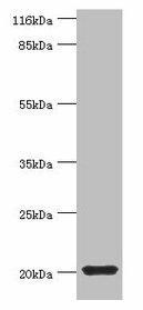 MYLPF Antibody (PACO40074)