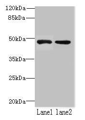 ZHX1-C8orf76 Antibody (PACO40158)