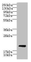CYBC1 Antibody (PACO40274)