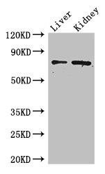 ZFP64 Antibody (PACO40634)
