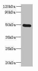TTYH1 Antibody (PACO40794)
