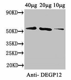 DEGP12 Antibody (PACO41146)