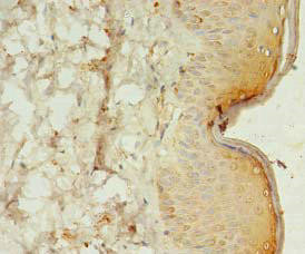 SPANXC Antibody (PACO41478)