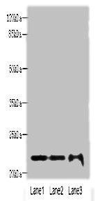 MRPS18A Antibody (PACO41706)