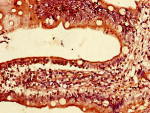 LYRM2 Antibody (PACO41978)