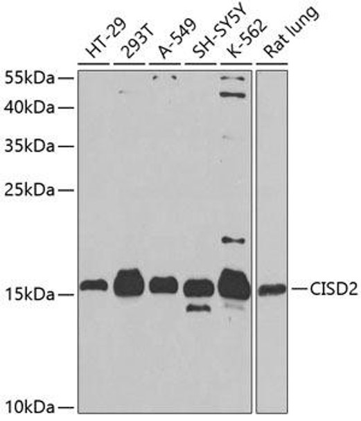Anti-CISD2 Antibody (CAB5231)