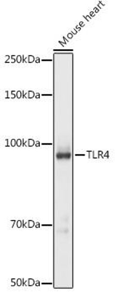 Anti-TLR4 Antibody (CAB5258)