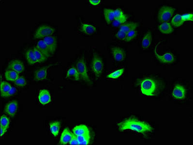 SPCS1 Antibody (PACO42642)