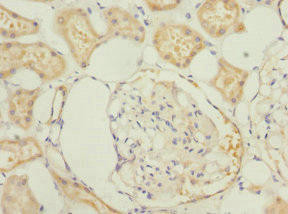 PRUNE2 Antibody (PACO44244)