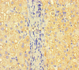 ISPD Antibody (PACO46454)