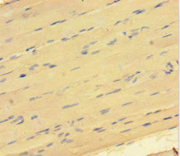 GATA5 Antibody (PACO47178)