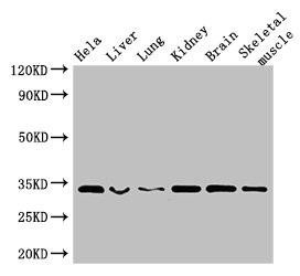 CNN2 Antibody (PACO48726)