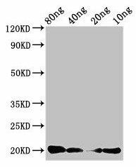 CALCA Antibody (PACO49442)