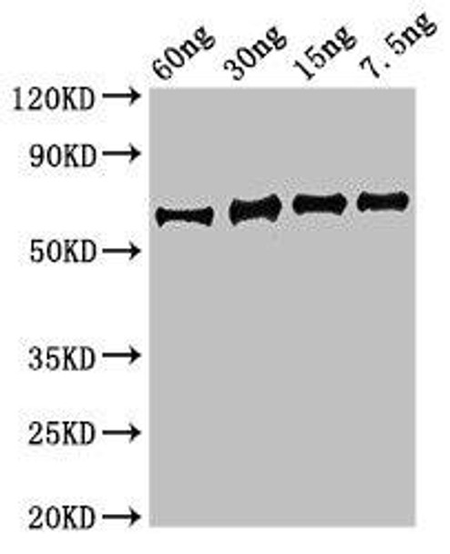 eno Antibody (PACO50346)