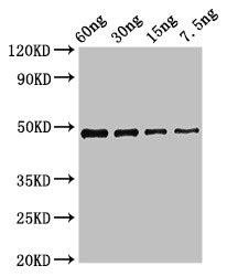 cobB Antibody (PACO50446)