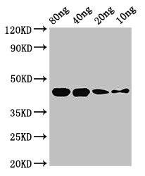 speB Antibody (PACO50626)