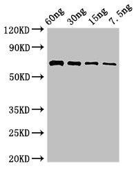 pvdA Antibody (PACO50646)