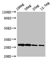 albA Antibody (PACO50846)