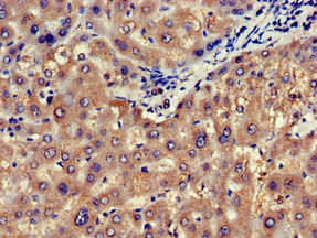 NOS1AP Antibody (PACO51750)