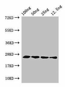 hfb1 Antibody (PACO52226)