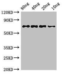 htpG Antibody (PACO52238)