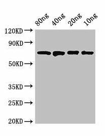 dnaK Antibody (PACO52410)