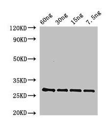 BAS1 Antibody (PACO52546)
