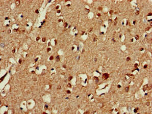 CEP19 Antibody (PACO52682)