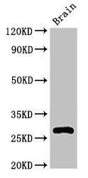 DNAJC4 Antibody (PACO53166)