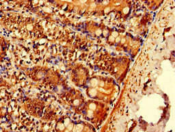 EPN3 Antibody (PACO53178)