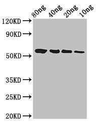 btfP Antibody (PACO53802)