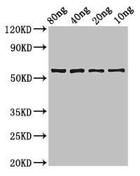 phr Antibody (PACO53806)