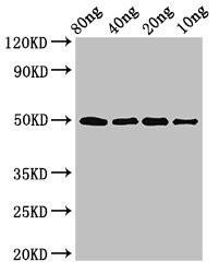 ghrA Antibody (PACO53818)