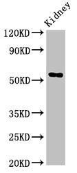 Fuca1 Antibody (PACO53890)