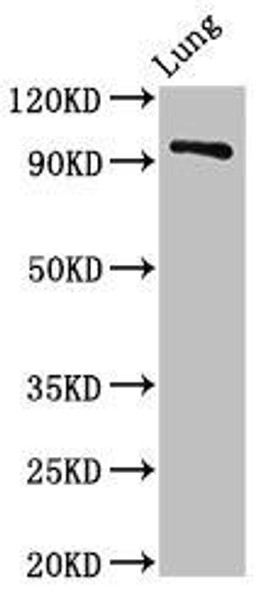 VPS16 Antibody (PACO53898)