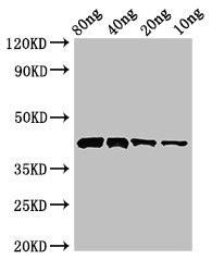 Pectate lyase 1 Antibody (PACO53914)