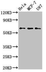 KY Antibody (PACO54318)