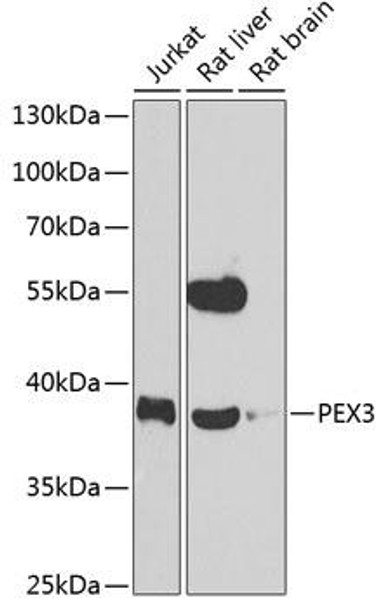 Anti-PEX3 Antibody (CAB7352)