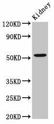 ZFP36L2 Antibody (PACO55838)
