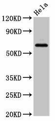 SLC22A25 Antibody (PACO55962)