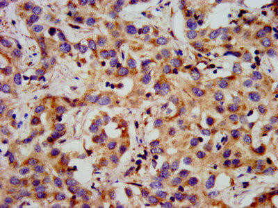 GPR1 Antibody (PACO56808)