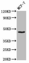 SOX3 Antibody (PACO56988)